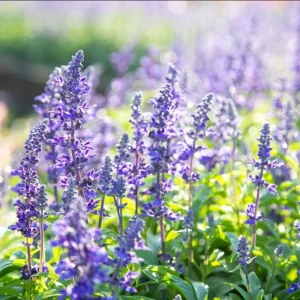 Lavender Goodwin Creek Live Plant Plug - Aromatic Herb Starter - 1