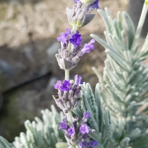 Lavender Goodwin Creek Live Plant Plug - Aromatic Herb Starter - 1