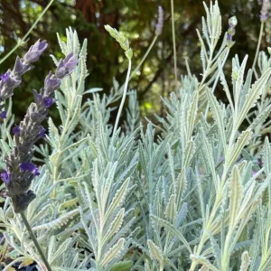 Lavender Goodwin Creek Live Plant Plug - Aromatic Herb Starter - 1