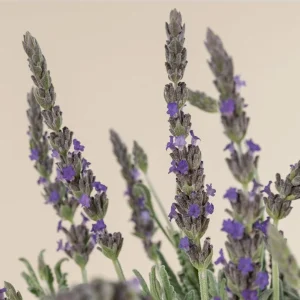 Lavender Goodwin Creek Live Plant Plug - Aromatic Herb Starter - 1