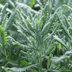 Lavender Goodwin Creek Live Plant Plug - Aromatic Herb Starter - 1