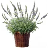 Lavender Goodwin Creek Live Plant Plug - Aromatic Herb Starter - 1"-3" Tall - Image 1