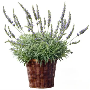 Lavender Goodwin Creek Live Plant Plug - Aromatic Herb Starter - 1