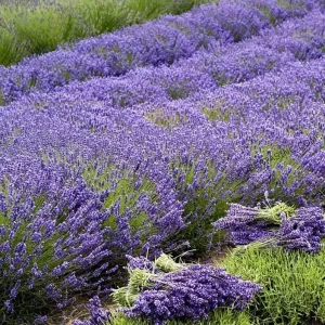Lavender Grosso Live Starter Plant - Aromatic Perennial Herb, 3 Inch Pot - Image 4