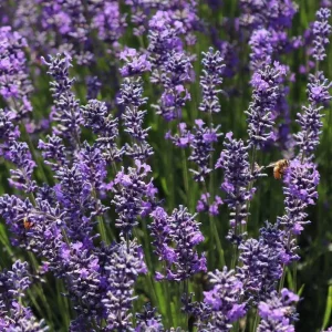 Lavender Grosso Live Starter Plant - Aromatic Perennial Herb, 3 Inch Pot - Image 5