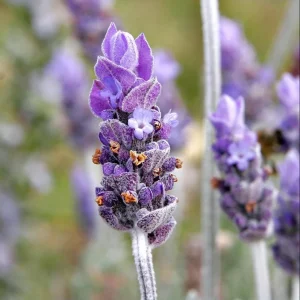 Lavender Grosso Live Starter Plant - Aromatic Perennial Herb, 3 Inch Pot - Image 1