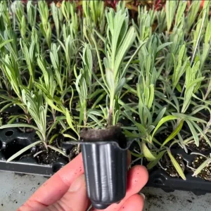 Lavender Grosso Live Starter Plant Plug - Aromatic Purple Flowers - 1