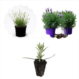 Lavender Grosso Live Starter Plant Plug - Aromatic Purple Flowers - 1