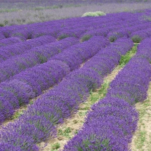 Lavender Grosso Live Starter Plant Plug - Aromatic Purple Flowers - 1