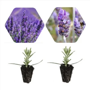 Lavender Grosso Live Starter Plants - 2 Plugs - Fragrant Purple Flowers - Image 2