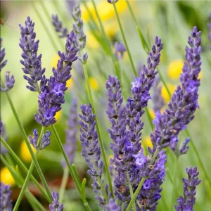Lavender Grosso Live Starter Plants - 2 Plugs - Fragrant Purple Flowers - Image 4
