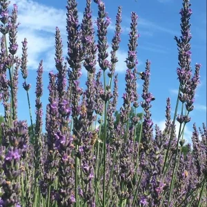Lavender Grosso Live Starter Plants - 2 Plugs - Fragrant Purple Flowers - Image 5