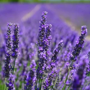 Lavender Grosso Live Starter Plants - 2 Plugs - Fragrant Purple Flowers - Image 1