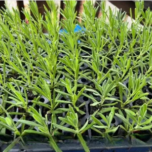 Lavender Grosso Live Starter Plants - 2 Plugs - Fragrant Purple Flowers - Image 9