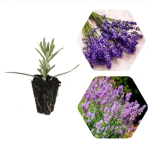 Lavender Phenomenal Live Plant Plug, Aromatic Herb, USDA Zones 5-9, 1-3