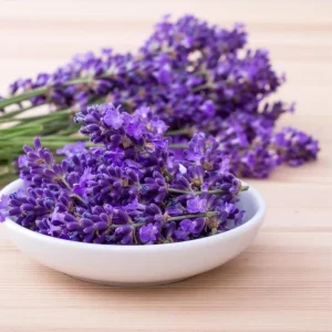Lavender Phenomenal Live Plant Plug, Aromatic Herb, USDA Zones 5-9, 1-3