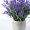 Lavender Provence Live Plant Plugs - Set of 2, French Lavender Starters, 1-3" Tall - Image 1