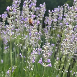 Lavender Provence Plug Plant - Live Starter Herb - French Lavender - 1 to 3 inches Tall - Outdoor - Image 5