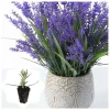 Lavender Provence Plug Plant - Live Starter Herb - French Lavender - 1 to 3 inches Tall - Outdoor - Image 1