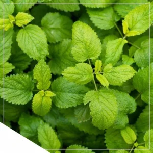 Lemon Balm Live Plant Plug - 1 Healthy Starter Plant, 1-3