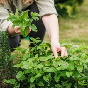 Lemon Balm Live Plant Plug - 1 Healthy Starter Plant, 1-3