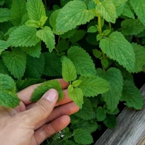 Lemon Balm Live Plant Plug - 1 Healthy Starter Plant, 1-3