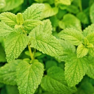 Lemon Balm Live Plant Plug - 1 Healthy Starter Plant, 1-3