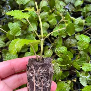 Lemon Balm Live Plant Plug - 1 Healthy Starter Plant, 1-3