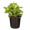 Lemon Balm Live Plant Plug - 1 Healthy Starter Plant, 1-3" Tall - Image 1