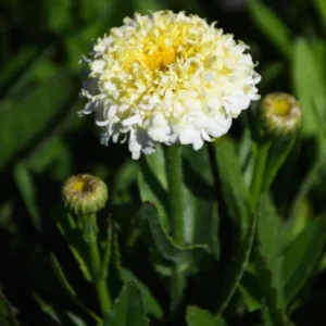 Leucanthemum Shasta Daisy Luna Plug - Live Plant, 1-3