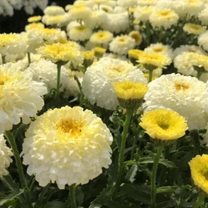 Leucanthemum Shasta Daisy Luna Plug - Live Plant, 1-3