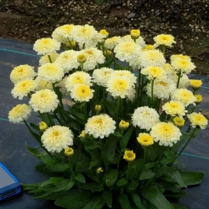 Leucanthemum Shasta Daisy Luna Plug - Live Plant, 1-3