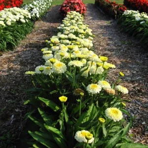 Leucanthemum Shasta Daisy Luna Plug - Live Plant, 1-3