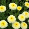 Leucanthemum Shasta Daisy Luna Plug - Live Plant, 1-3" Tall Starter - Image 1
