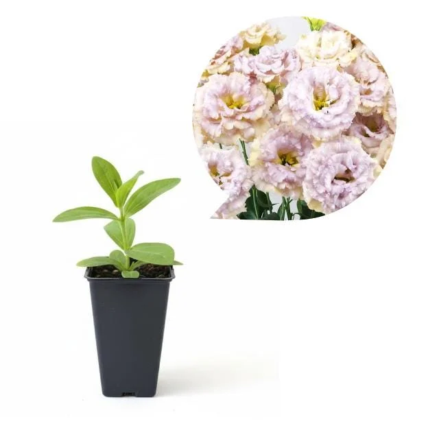 Lisianthus Chateau Blue Live Starter Plant - 2 Inch Pot, Well-Rooted - Image 2