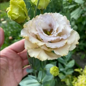 Lisianthus Chateau Blue Live Starter Plant - 2 Inch Pot, Well-Rooted - Image 4