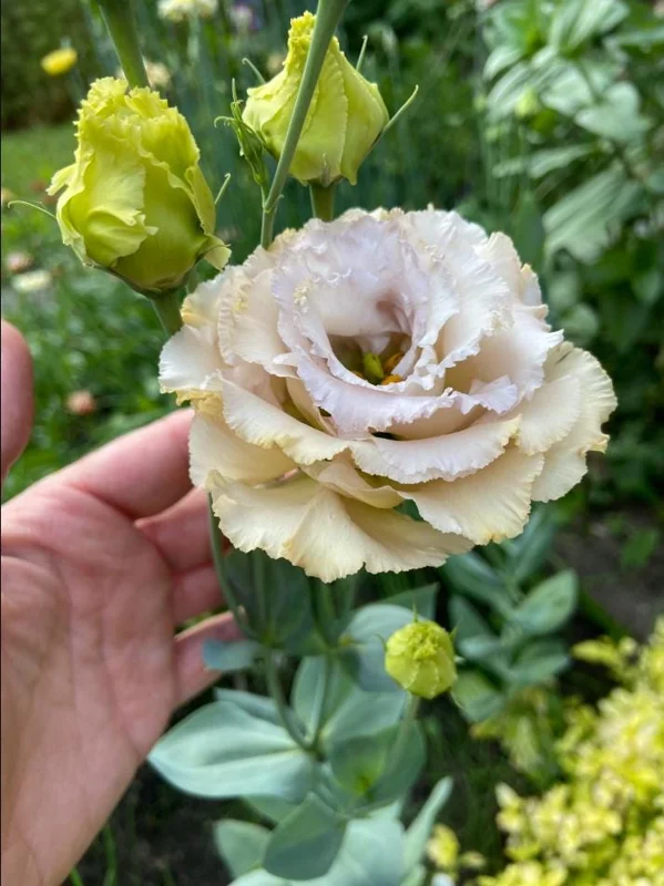 Lisianthus Chateau Blue Live Starter Plant - 2 Inch Pot, Well-Rooted - Image 4