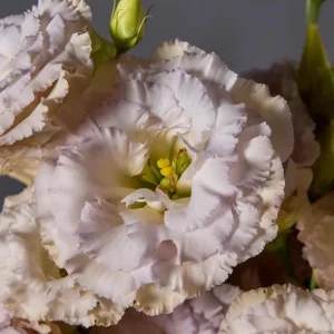 Lisianthus Chateau Blue Live Starter Plant - 2 Inch Pot, Well-Rooted - Image 5