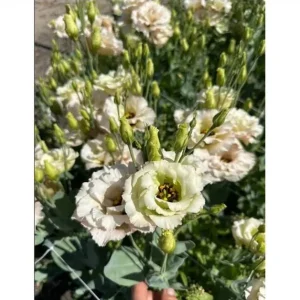 Lisianthus Chateau Blue Live Starter Plant - 2 Inch Pot, Well-Rooted - Image 7