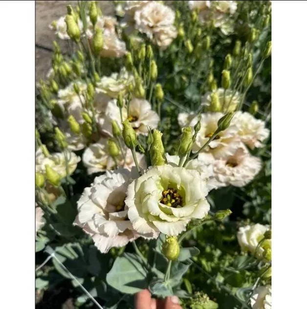 Lisianthus Chateau Blue Live Starter Plant - 2 Inch Pot, Well-Rooted - Image 7