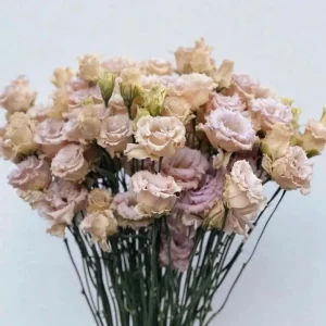 Lisianthus Chateau Blue Live Starter Plant - 2 Inch Pot, Well-Rooted - Image 9