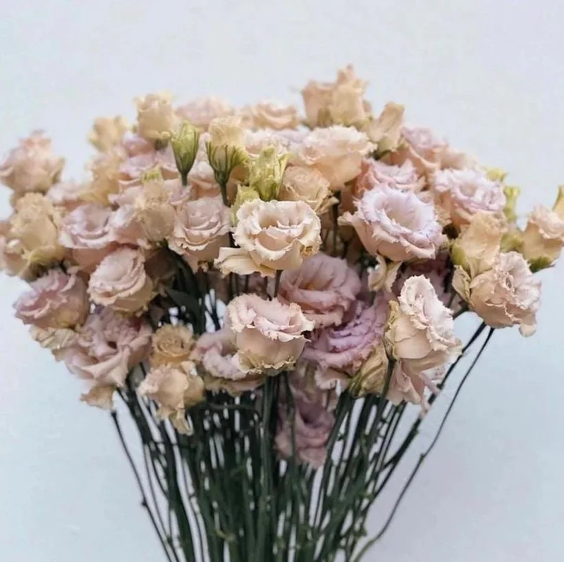 Lisianthus Chateau Blue Live Starter Plant - 2 Inch Pot, Well-Rooted - Image 9