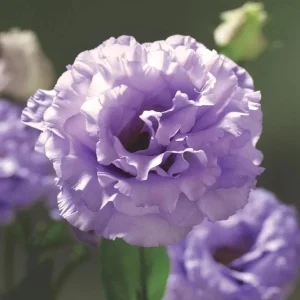 Lisianthus Lilac Shade Live Plant - Starter, Well-Rooted, 3.25 Inch Pot - Image 3