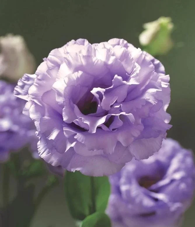 Lisianthus Lilac Shade Live Plant - Starter, Well-Rooted, 3.25 Inch Pot - Image 3