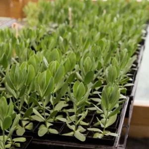 Lisianthus Lilac Shade Live Plant - Starter, Well-Rooted, 3.25 Inch Pot - Image 5