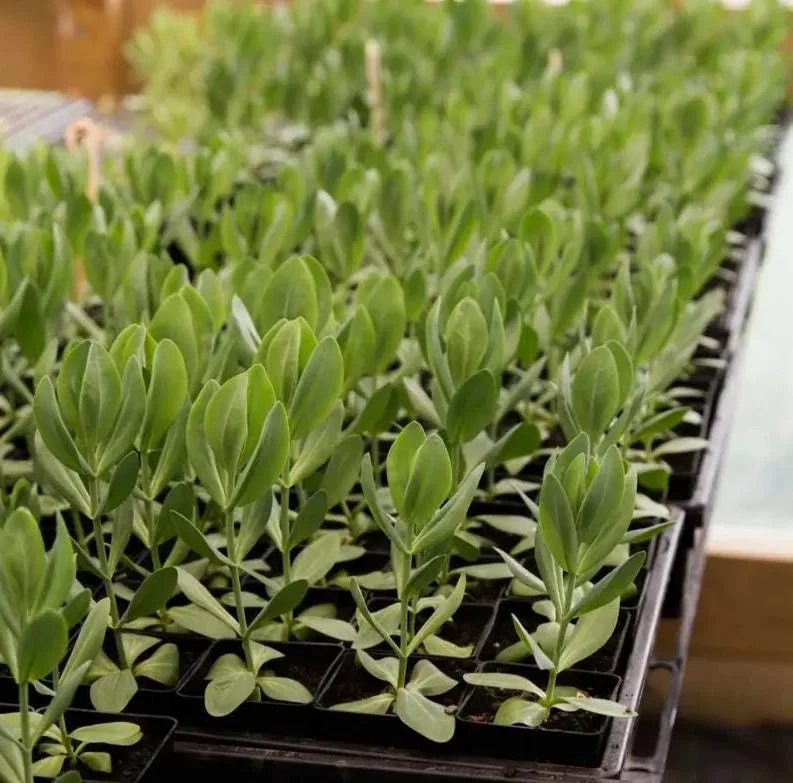 Lisianthus Lilac Shade Live Plant - Starter, Well-Rooted, 3.25 Inch Pot - Image 5