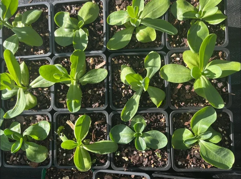 Lisianthus Lilac Shade Live Plant - Starter, Well-Rooted, 3.25 Inch Pot - Image 6