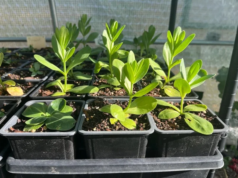 Lisianthus Lilac Shade Live Plant - Starter, Well-Rooted, 3.25 Inch Pot - Image 7