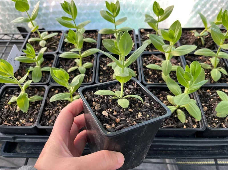 Lisianthus Lilac Shade Live Plant - Starter, Well-Rooted, 3.25 Inch Pot - Image 8