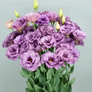 Lisianthus Lilac Shade Live Plant - Starter, Well-Rooted, 3.25 Inch Pot - Image 1